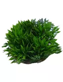 Sydeco green moss 6cm