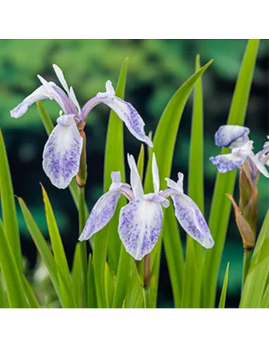 Moerings Iris laevigata ‘Mottled Beauty’