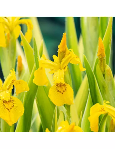 Moerings Iris pseudacorus ‘Variegata’