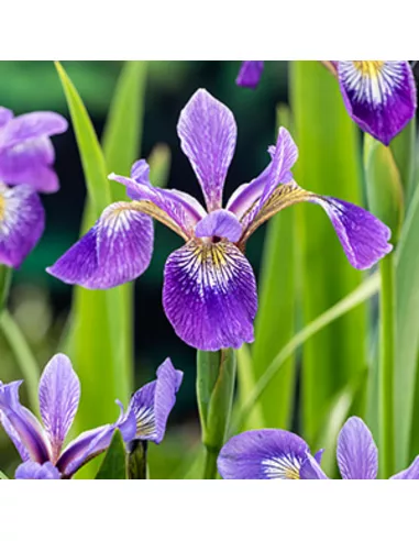 Moerings Iris versicolor